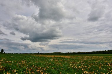Yeşil bir tarlanın üzerindeki bulutlu bir gökyüzü, bol bol sarı karahindibalarla kaplı, çalılar ve ormanlarla çevrili..
