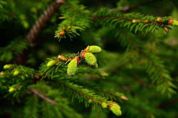 Tender light green spruce sprouts close-up on a sunny day against a blurred background of adult coniferous branches.