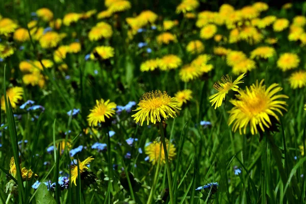 Flor Amarilla Diente León Cerca Sobre Fondo Borroso Césped Verde —  Fotos de Stock