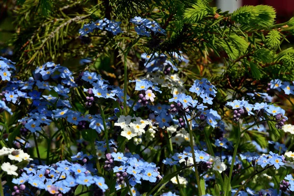 Close Blue White Forget Nots Green Lower Branches Fir Tree — Stock Photo, Image