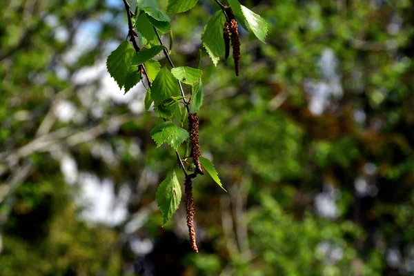 Close Birk Catkins Kvist Med Grønne Blade Direkte Sollys Naturligt - Stock-foto