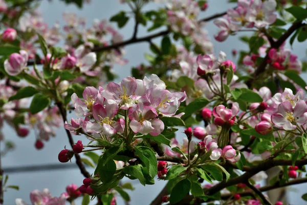青い空に太陽の光の下で木の上の枝に白とピンクの花びらと黄色の雄しべとリンゴの花のクローズアップ — ストック写真
