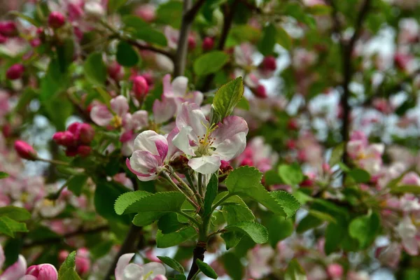 満開のリンゴの木を背景に 直射日光の下で風通しの良い柔らかい白とピンクのリンゴの花のクローズアップ — ストック写真