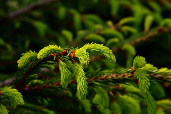 Close Tender Light Spruce Sprouts Direct Sunlight Slightly Shaded Blurred — Stock Photo, Image