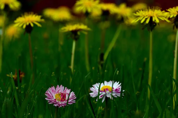 Sarı karahindibalı yeşil çimlerin güzel bulanık arka planında sarı çekirdekli iki beyaz ve pembe papatyanın yakın çekimi..