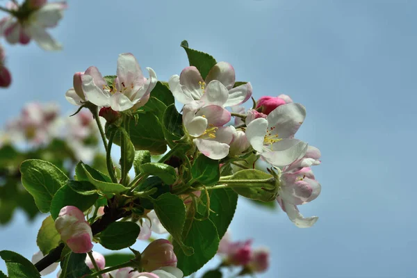 青い空に対して直射日光の下で緑の葉を持つ上部の枝に白とピンクのリンゴの花のクローズアップ — ストック写真