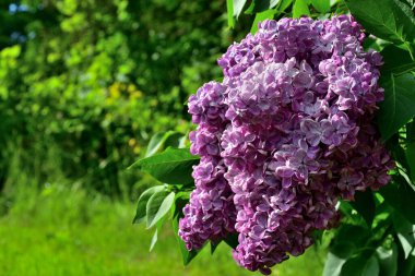 Akşamları mor leylak çiçeklerinin yakın plan görüntüsü yeşil bir bahçenin bulanık arka planına karşı doğrudan güneş ışığıdır..