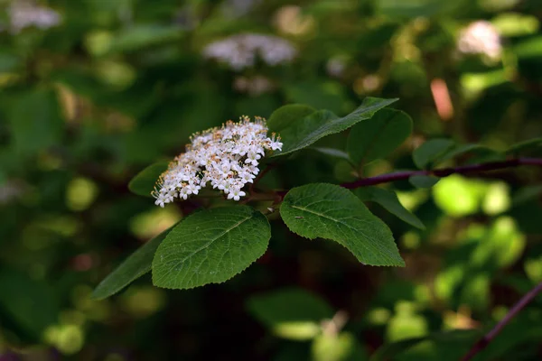 Primer Plano Una Inflorescencia Blanca Viburnum Lantana Decorativa Sobre Una —  Fotos de Stock