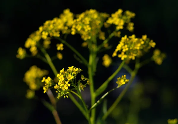 Dokonce Malé Žluté Květy Známých Plevelných Bunií Vypadají Skvěle Zlatém — Stock fotografie