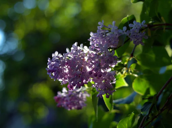 Nahaufnahme Einer Zarten Lila Fliederblüte Grellen Gegenlicht Eines Sonnigen Abends — Stockfoto