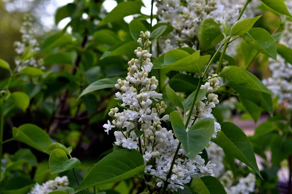 Primer Plano Flores Color Lila Blanco Entre Verde Los Arbustos —  Fotos de Stock