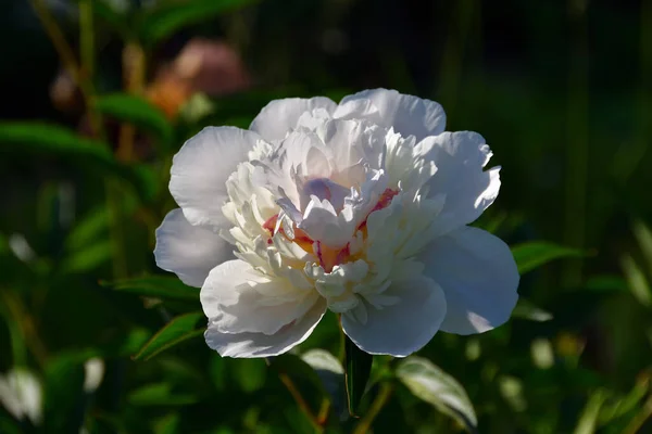 Zbliżenie Delikatny Biały Jasnofioletowy Odcień Piwonia Przyrodniczy Otoczenie Letni Ogród — Zdjęcie stockowe