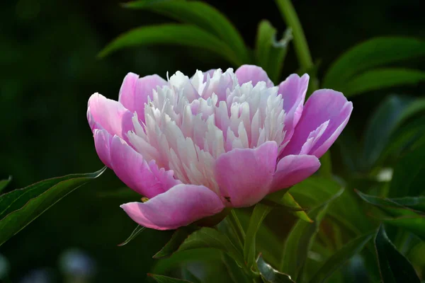 Una Peonía Rosa Primer Plano Sombra Jardín Con Delicados Pétalos Fotos de stock libres de derechos