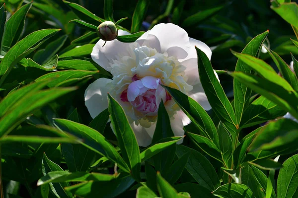 Close White Peony Pinkish Core Green Its Own Foliage Yellow — Stock Photo, Image