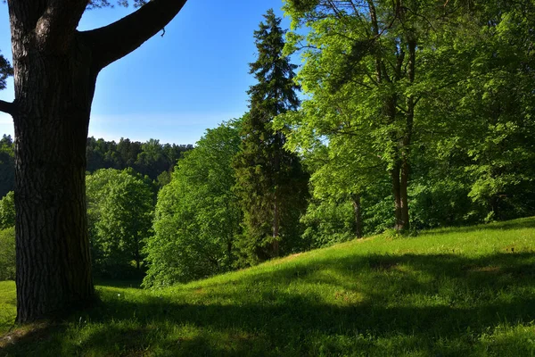 Krajina Smíšeného Lesa Úbočí Kopce Zarostlém Zelenou Trávou Pod Modrou — Stock fotografie