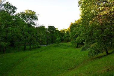 Ağaçlarla çevrili, tepelik bir alanda yeşil bir çayır, alacakaranlıkta, serinlik ve sükunet hissi, sadece ağaçların altın güneş ışığı altındaki üst dalları sıcak bir günü hatırlatır..