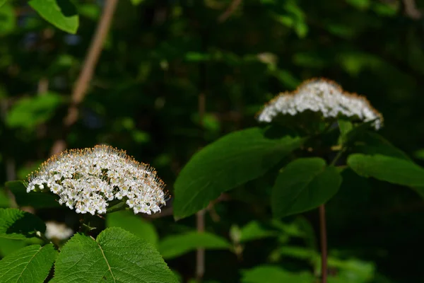 Белое Соцветие Viburnum Lantana Пушистыми Тычинами Вечернем Солнечном Свете Размытом — стоковое фото