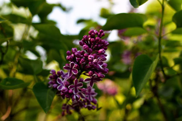 Primer Plano Una Inflorescencia Lila Púrpura Sombra Arbusto Verde Una —  Fotos de Stock