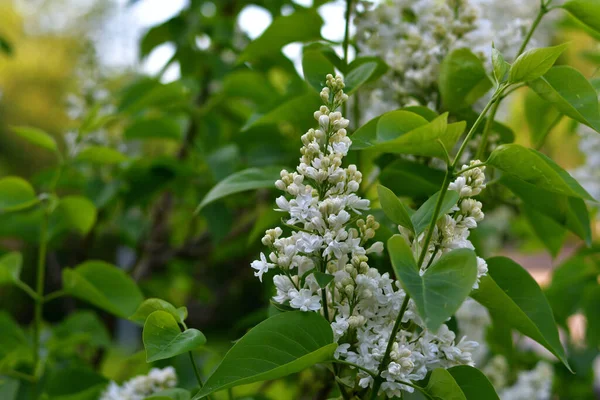 Primer Plano Delicadas Flores Color Lila Blanco Una Ramita Verde —  Fotos de Stock