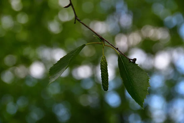 Primer Plano Una Inflorescencia Abedul Dos Hojas Verdes Colgando Una —  Fotos de Stock