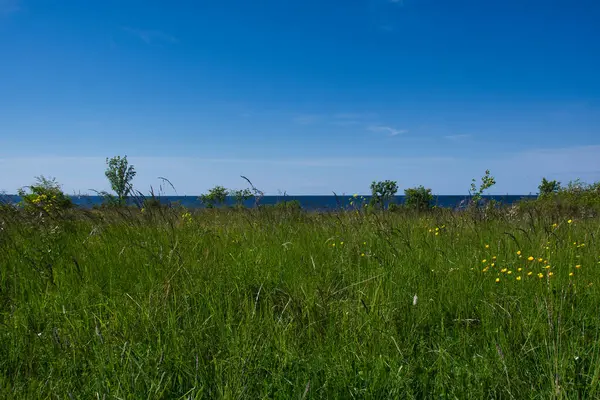 Prado Verão Com Flores Silvestres Várias Gramíneas Campo Costa Mar — Fotografia de Stock