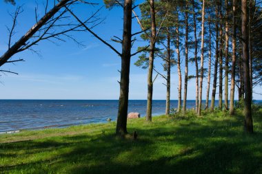 Deniz kıyısında uzun ağaçlarla dolu bir çam ormanı. Güneşli bir gecenin zıt ışıklarıyla. Mavi bir gökyüzünün altında..