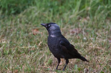 Şehir parkındaki çimlerin üzerinde duran bir karga yavrusunun yakın çekimi..