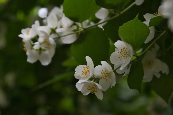 Delicate White Flowers Philadelphus Often Confused Jasmine Young Green Twig — Stock Photo, Image