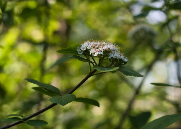 르눔라나 Viburnum Lantana 그늘에 있지만 꽃잎에 내리쬐어 자연적 대조를 만들어 — 스톡 사진