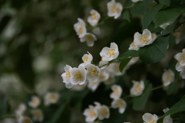 Sprig Philadelphus White Delicate Beautiful Flowers Intense Aroma Reminiscent Jasmine — Stock Photo, Image
