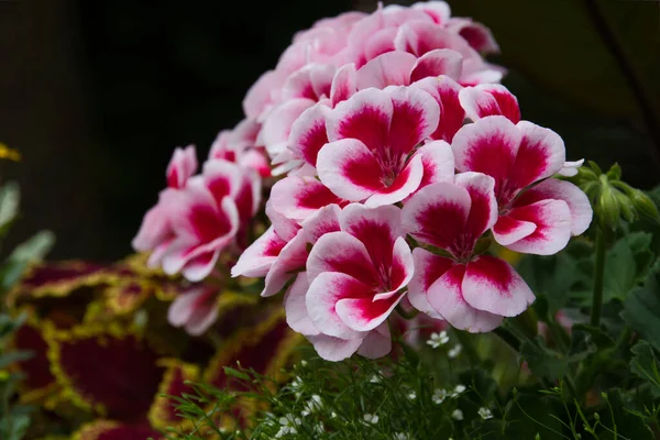 Close Beautiful White Red Pelargonium Park Bed Bokeh Other Flowers — Stock Photo, Image