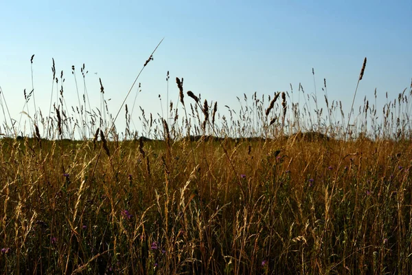 Gouden Tinten Van Wild Veldgras Avonds Zonlicht Onder Heldere Luchten — Stockfoto