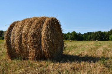 Sıcak bir günde, açık bir alanda, açık mavi gökyüzünün altındaki yeşil ağaçların arka planına çarptıktan sonra doğrudan güneş ışığı altında, yuvarlak, taze kokulu bir saman balyası..