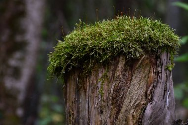 Kabuksuz eski kütüğün dokusuna yakın çekim, yeşil yosun ile kaplanmış, güneşli bir günde vahşi doğada, ama gölgede, karışık orman bataklığında.