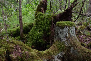 Karışık bir ormanın çalılıklarındaki rüzgarlar, eski bir kütüğün yakın çekimi ve koparılmış ağaçların kökleri, zaten yeşil yosunlarla kaplanmış, yerdeki boşluklar ve delikler - doğal tuzaklar, vahşi güzellik.