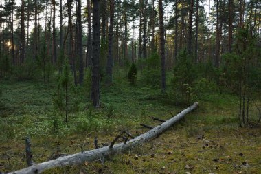 Bir yaz akşamı bir çam ormanında gün batımında, güneşin son ışınları ağaçların tepelerine değdiğinde, ve ormanda akşam alacakaranlığı çoktan başlamış olur..
