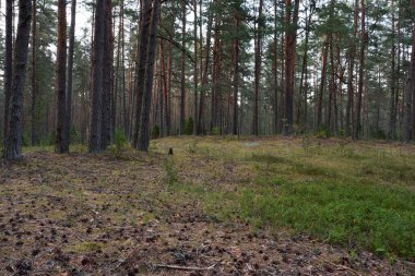 Çam ormanında, gün batımından hemen sonra kuzey beyaz gecesinin alacakaranlığında orman zeminine çam kozalakları saçılmış..