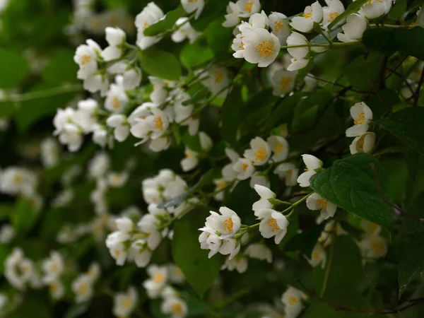 Philadelphus Bush Blooming White Flowers Scent Jasmine Shade Park Sunny — Stock Photo, Image