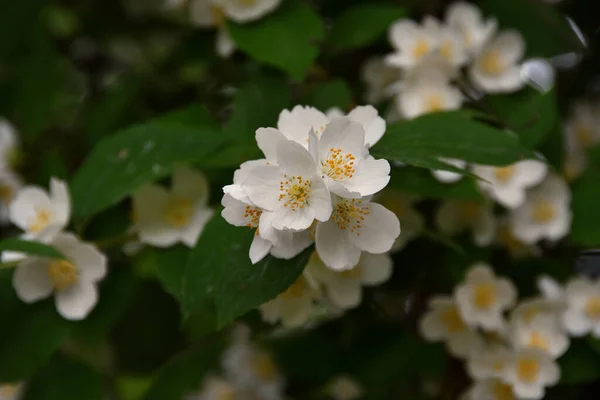 Sprig Philadelphus Blooming White Fragrant Flowers Close Bokeh Flowering Bush - Stock-foto