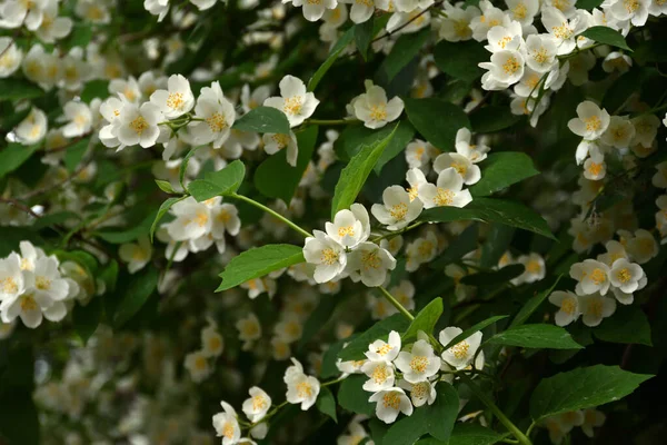 Close Philadelphus Bush Which Very Much Jasmine Which Profusely Blooming — Stock Photo, Image