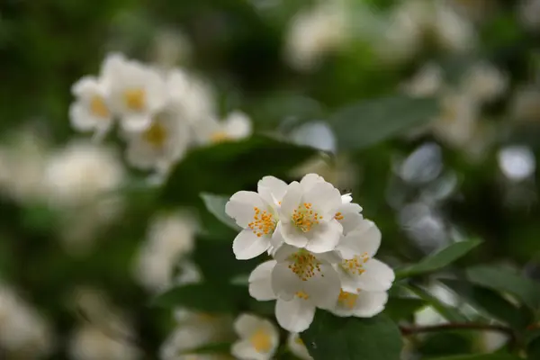 Una Ramita Floreciente Philadelphus Con Flores Fragantes Blancas Cerca Sombra —  Fotos de Stock