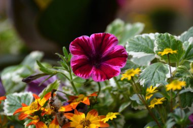 Kırmızı-mor yakın plan, bir sürü gölgesi, diğer güzel ve çok renkli çiçek ve bitkilerle birlikte bir çiçek tarhında petunya, bulanık arka plan.