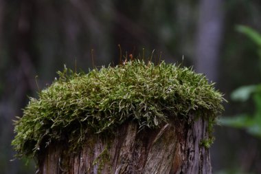 Ormanın gölgesinde, yeşil yosunların yakın çekimi. Eski bir ağaç kütüğünün üzerinde. Karışık bir ormanın bokeh 'i tarafından ifade ediliyor..