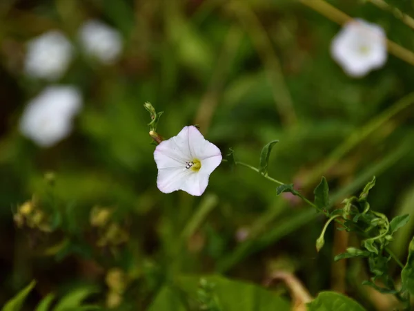 Close White Pinkish Shades Field Bindweed Flower Summer Day Bokeh — Stock Photo, Image