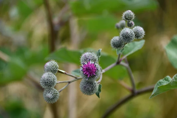 Dikenli dulavrat çiçeğinin yakın çekimi ve yabani otların bokeh 'i ile mor taç yaprakları.