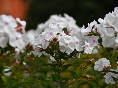 Bir yaz günü, bir park yatağında pembemsi çekirdekli beyaz bir fenomenin yakın plan görüntüsü..
