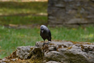 Komik bir karga, parkın gölgesinde taş bir duvarın kenarında duruyor ve ayaklarına dikkatlice bakıyor..