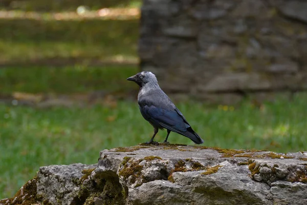 Güneşli Bir Günde Parkın Gölgesinde Bir Karga Karga Yakın Plan — Stok fotoğraf