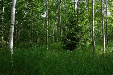 Karışık bir ormanın çalılıklarında, yüksek yemyeşil çimlerle kaplı küçük bir açıklık açılır, güneş ışığı kompozisyonun ortasında, huş ağaçlarıyla çevrili genç bir ladin bulunur..