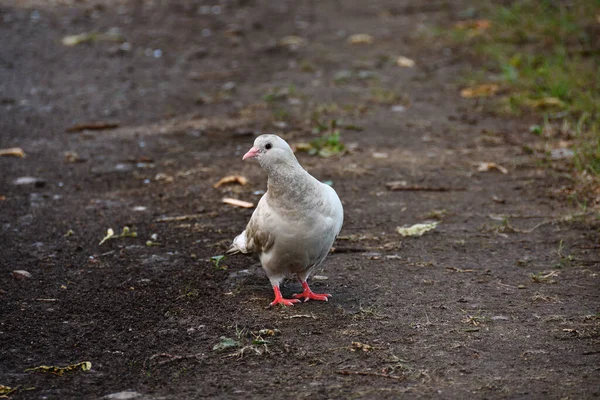 White Brown Splashes Dove Park Path Rain Looking Attentively Photographer — Stock Photo, Image